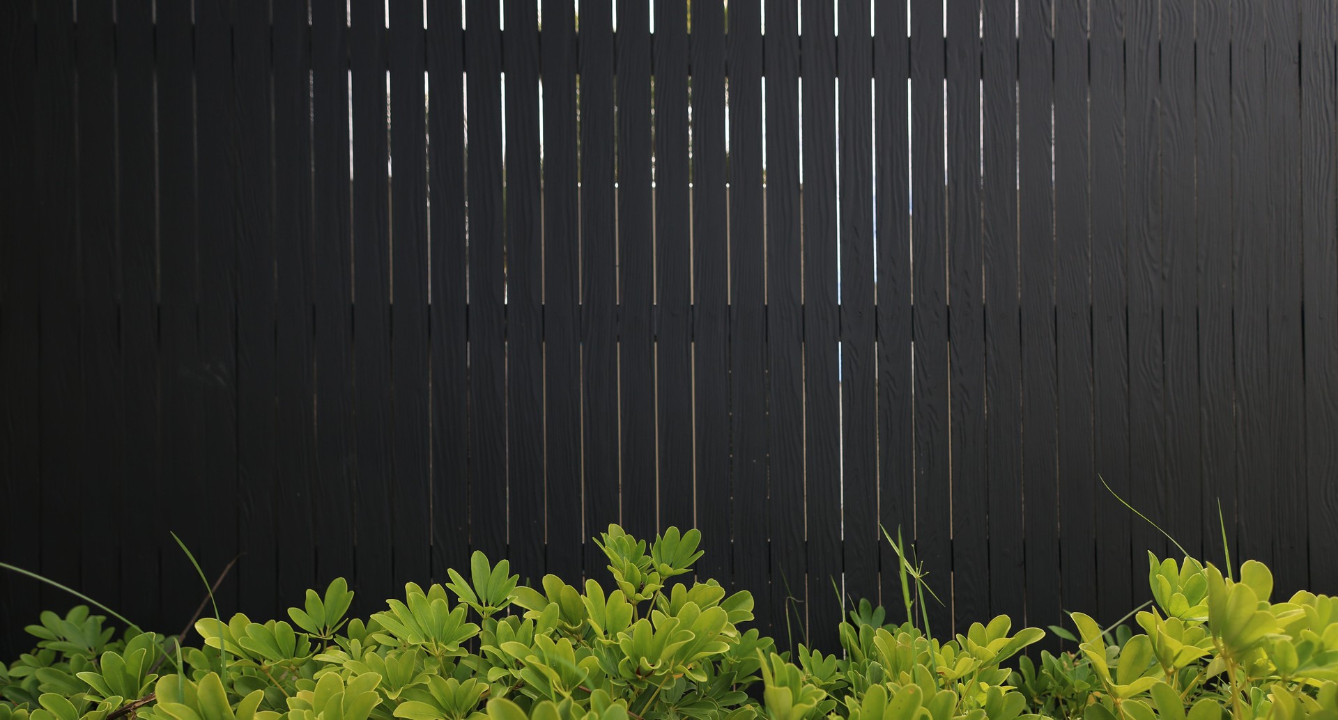 Green tree and black house fence. home and living.